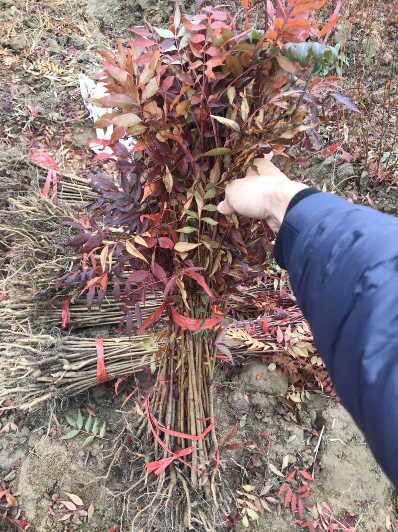 优质黄连木小苗高度30-180cm大量低价供应园林景观