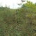 优质黄连木小苗高度30-180cm大量低价供应园林景观