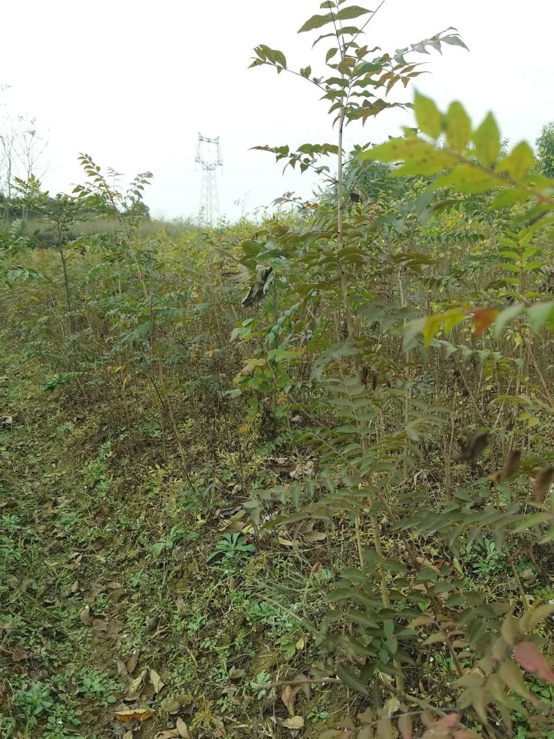 优质黄连木小苗高度30-180cm大量低价供应园林景观
