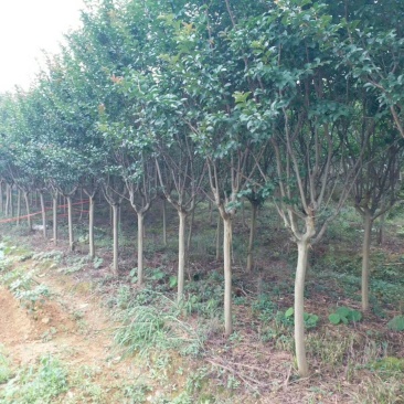 紫薇工程苗占地苗紫薇大量低价供应，欢迎选购