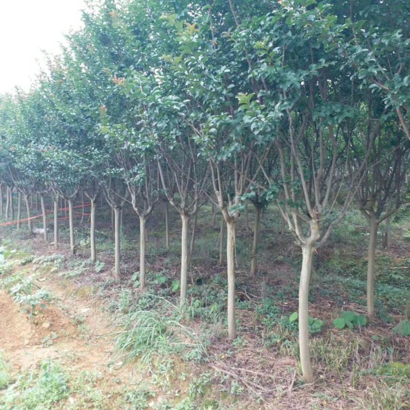 紫薇工程苗占地苗紫薇大量低价供应，欢迎选购