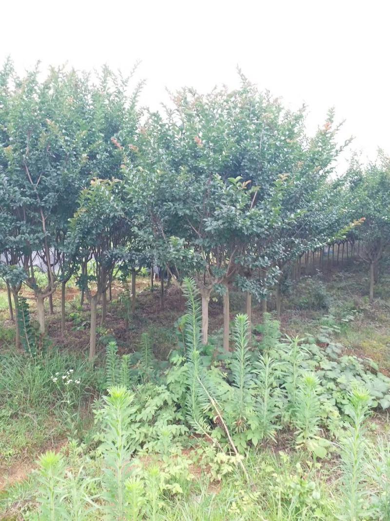 紫薇工程苗占地苗紫薇大量低价供应，欢迎选购