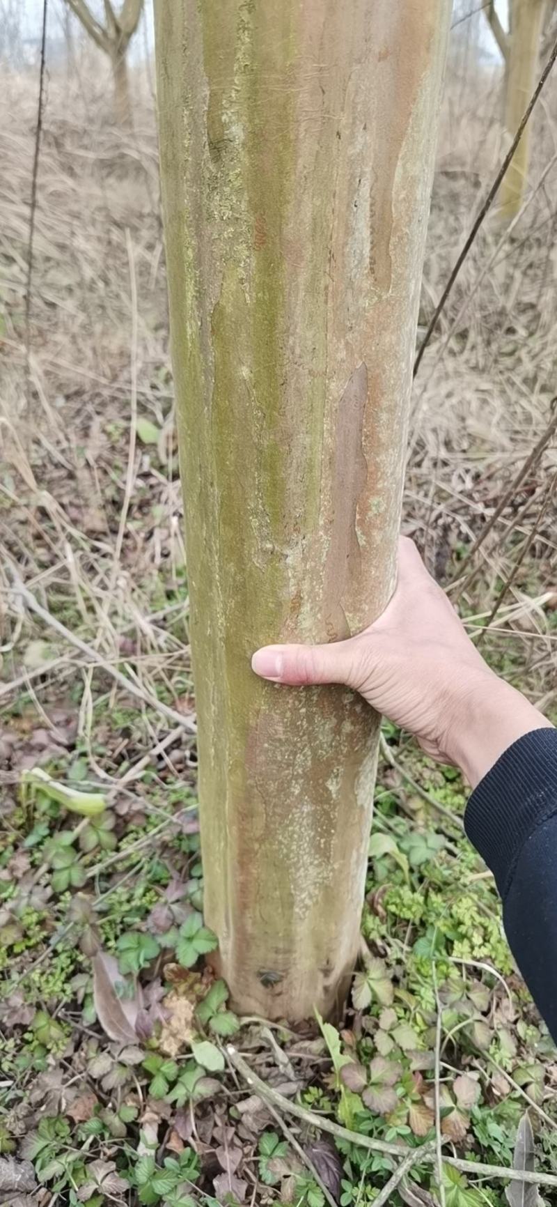 紫薇工程苗占地苗紫薇大量低价供应，欢迎选购