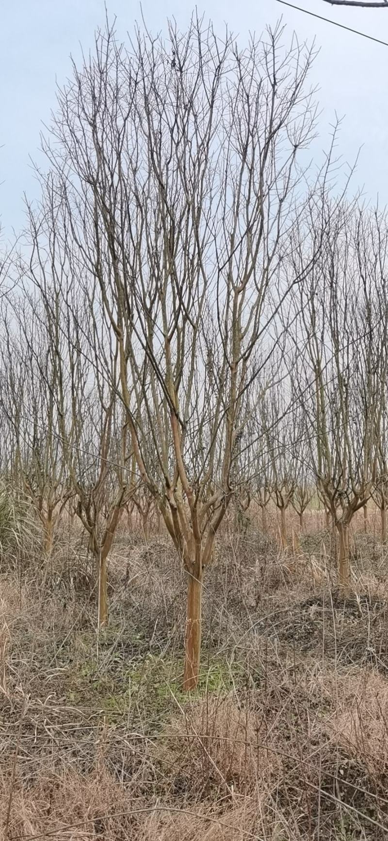 紫薇工程苗占地苗紫薇大量低价供应，欢迎选购