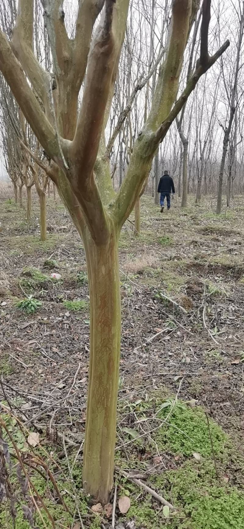 紫薇工程苗占地苗紫薇大量低价供应，欢迎选购