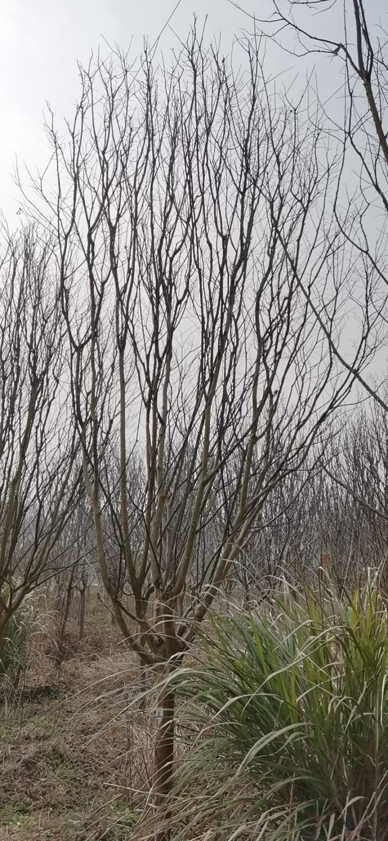 紫薇工程苗占地苗紫薇大量低价供应，欢迎选购