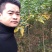 无患子1-30公分的基地常年大量低价供应园林景观绿化造林