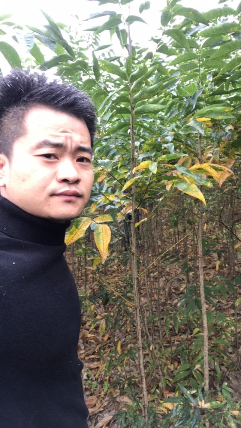 无患子1-30公分的基地常年大量低价供应园林景观绿化造林