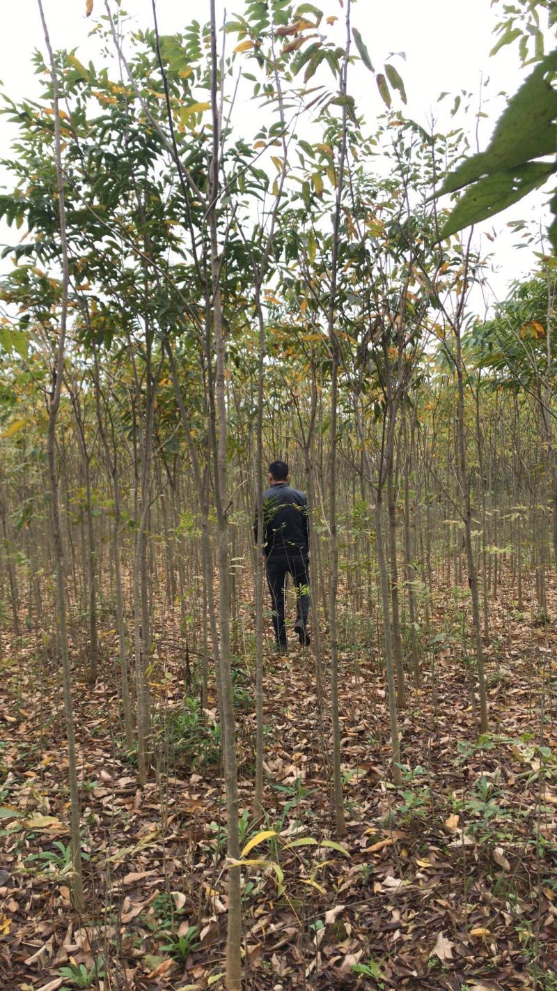 无患子1-30公分的基地常年大量低价供应园林景观绿化造林