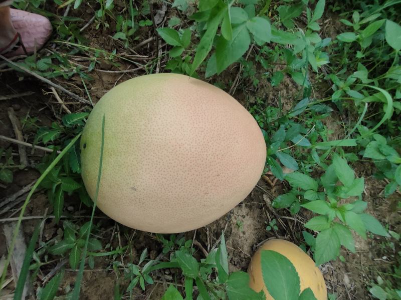 （精品）广西三红蜜柚现货批发，甜度高，量大优惠