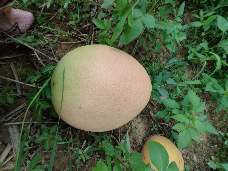（精品）广西三红蜜柚现货批发，甜度高，量大优惠