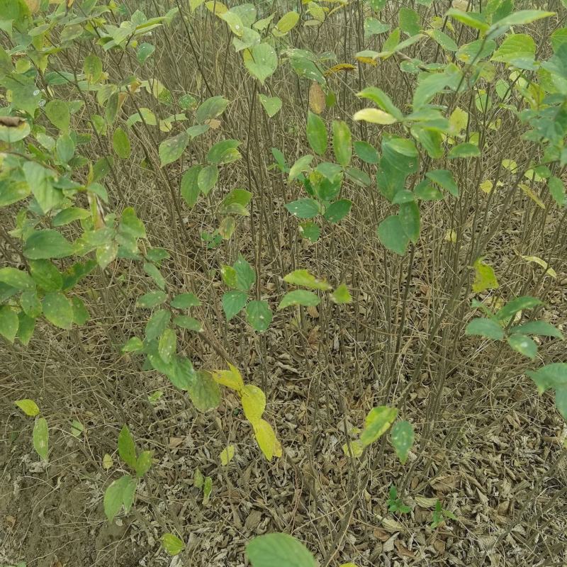 朴树一年生小苗高度30-200cm基地大量低价供应园林景