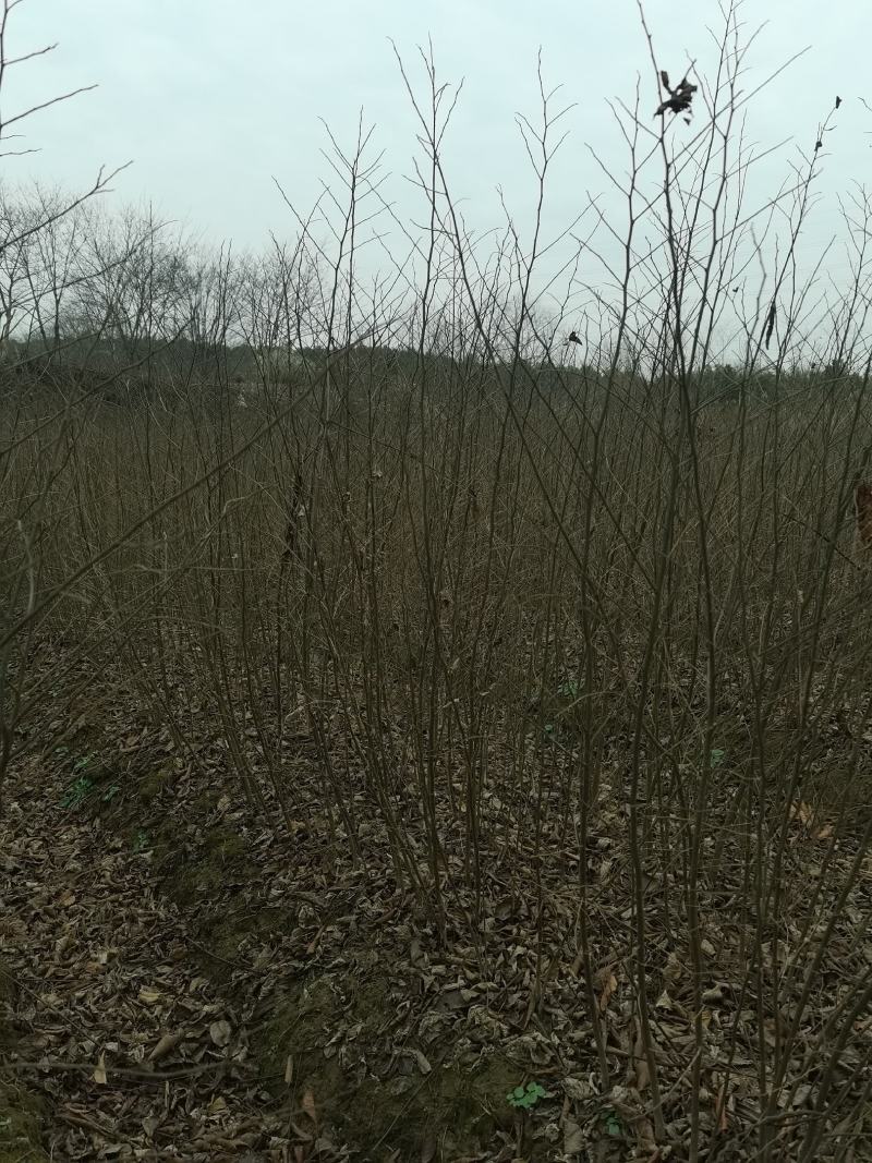 朴树一年生小苗高度30-200cm基地大量低价供应园林景