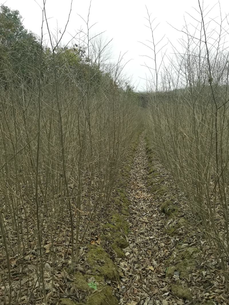 朴树一年生小苗高度30-200cm基地大量低价供应园林景