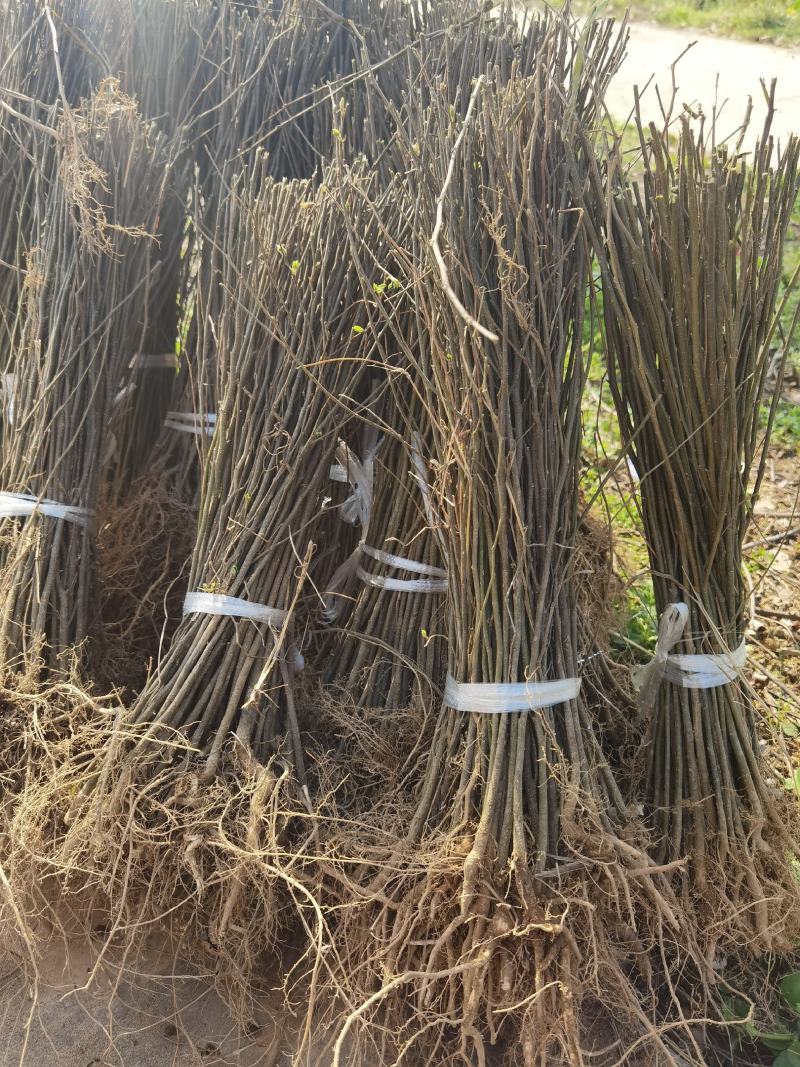 朴树一年生小苗高度30-200cm基地大量低价供应园林景