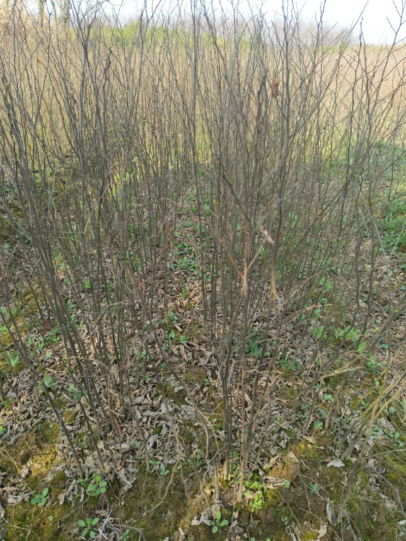 朴树一年生小苗高度30-200cm基地大量低价供应园林景