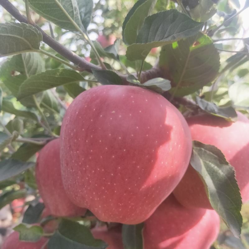 山西红星苹果大量现货供应，诚信经营，可视频看货