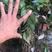 红榉一年生小苗高度20-180cm大量供应园林绿化造林