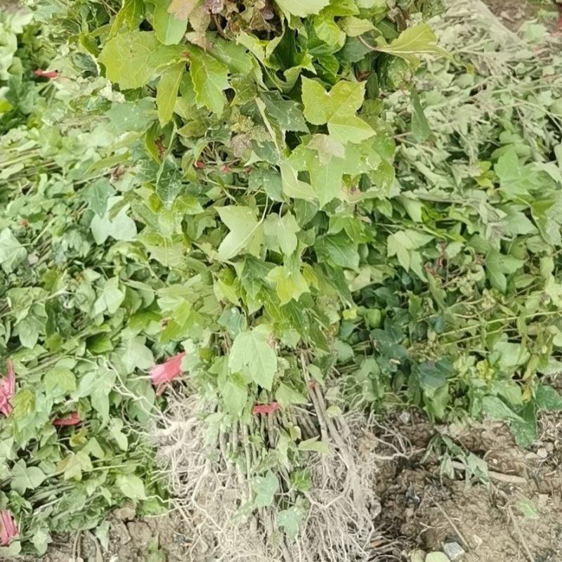枫香一年生小苗大量供应园林景观绿化造林苗木