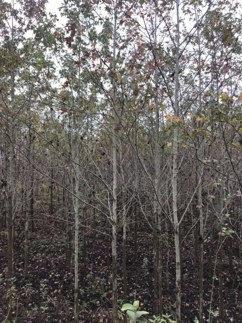 枫香一年生小苗大量供应园林景观绿化造林苗木