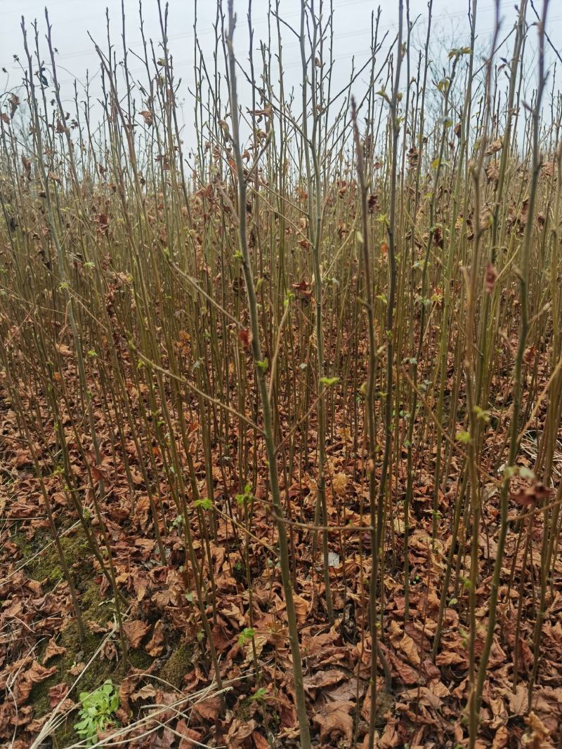 枫香一年生小苗大量供应园林景观绿化造林苗木
