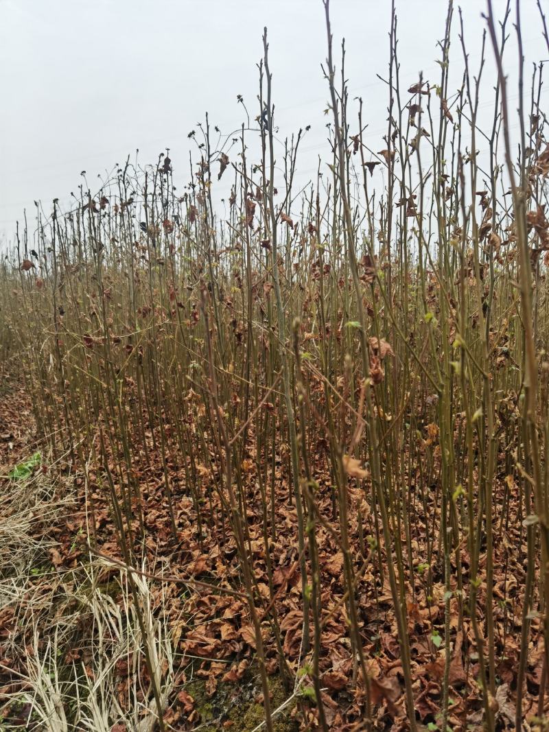 枫香一年生小苗大量供应园林景观绿化造林苗木