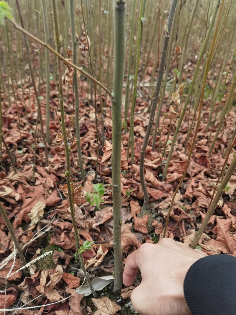 枫香一年生小苗大量供应园林景观绿化造林苗木