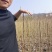 马褂木一年小苗大量供应园林景观绿化造林彩叶树种