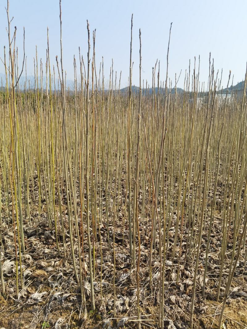 马褂木一年小苗大量供应园林景观绿化造林彩叶树种