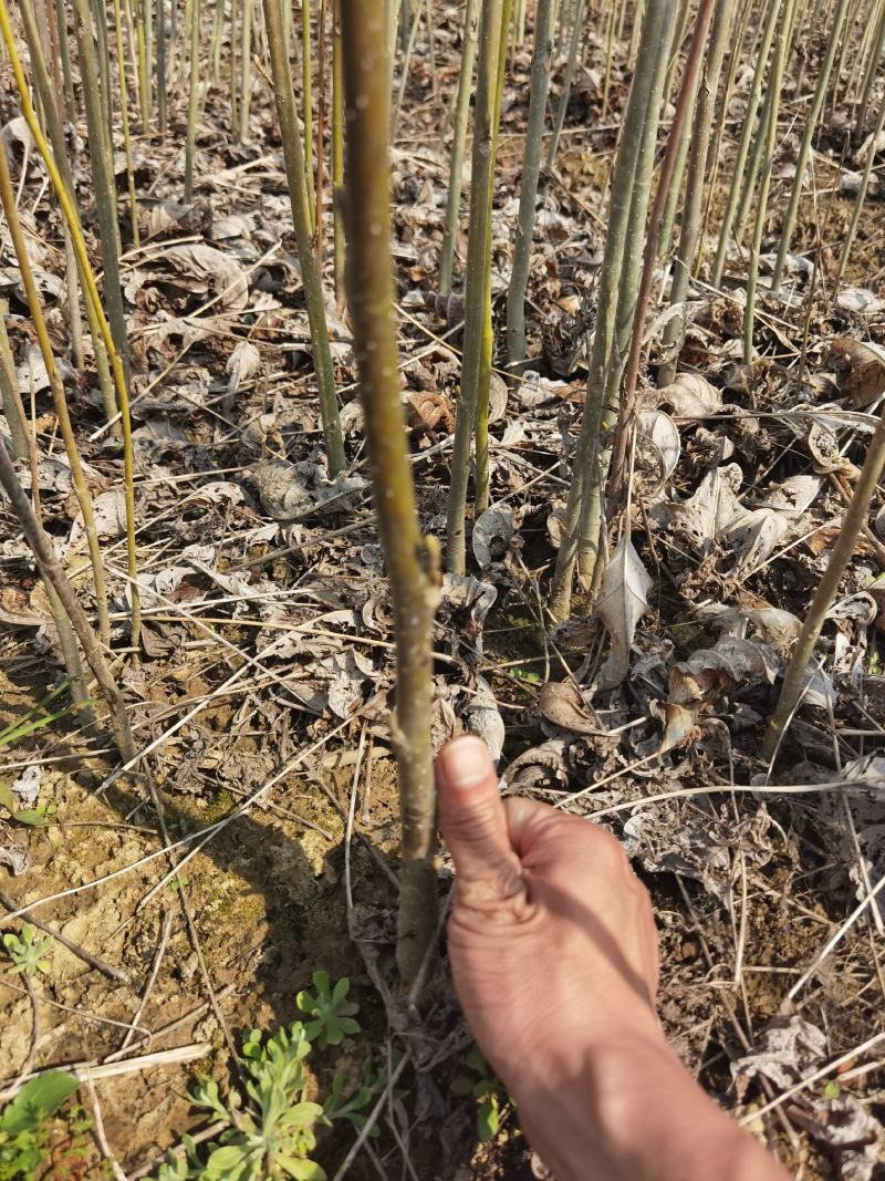 马褂木一年小苗大量供应园林景观绿化造林彩叶树种