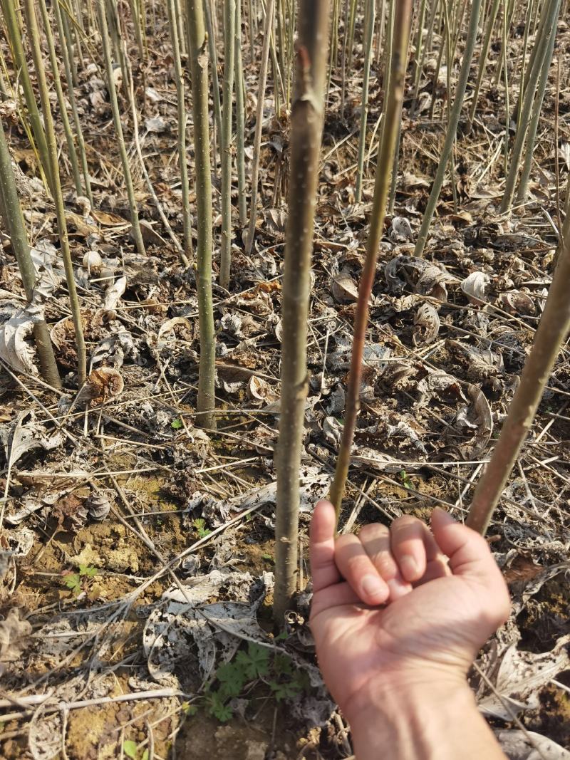 马褂木一年小苗大量供应园林景观绿化造林彩叶树种