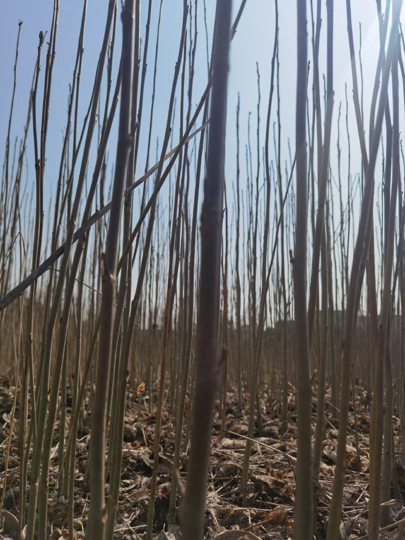 马褂木一年小苗大量供应园林景观绿化造林彩叶树种