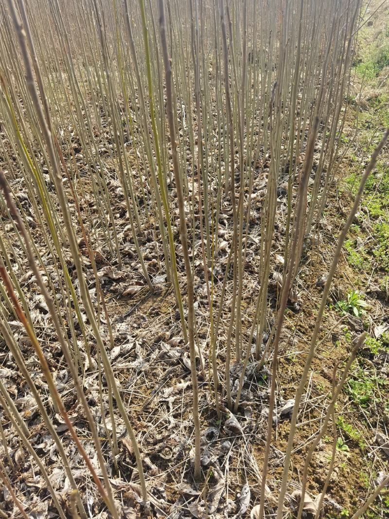 马褂木一年小苗大量供应园林景观绿化造林彩叶树种