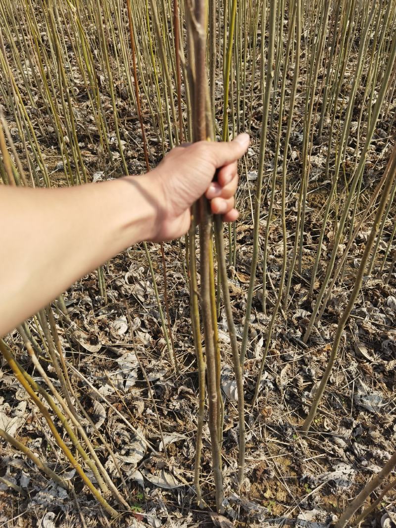 马褂木一年小苗大量供应园林景观绿化造林彩叶树种