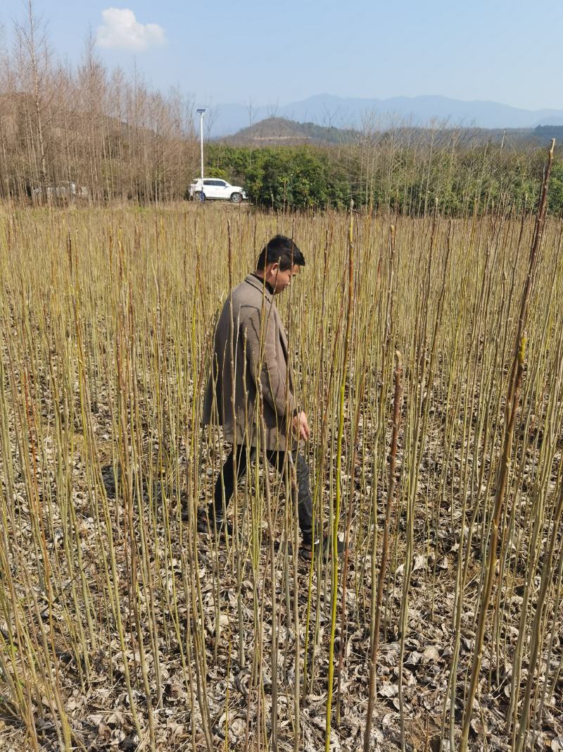马褂木一年小苗大量供应园林景观绿化造林彩叶树种