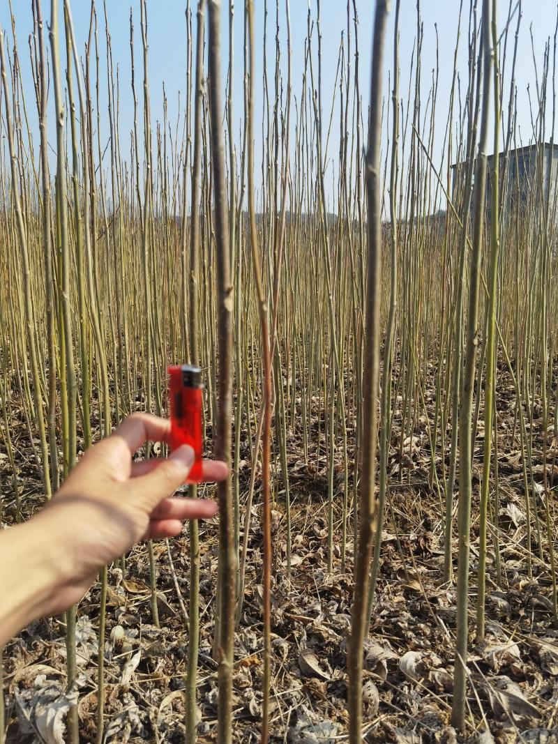 马褂木一年小苗大量供应园林景观绿化造林彩叶树种