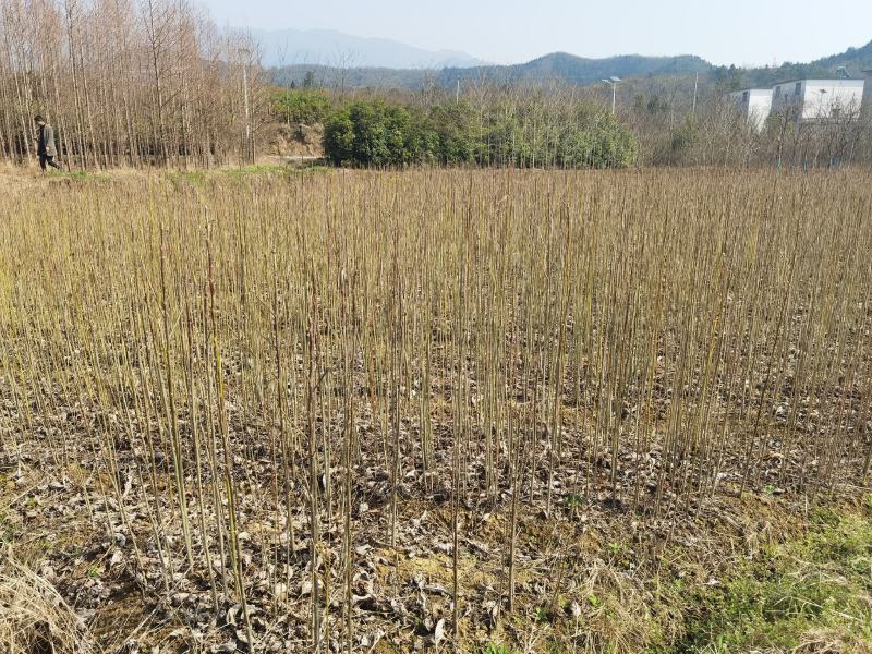 马褂木一年小苗大量供应园林景观绿化造林彩叶树种