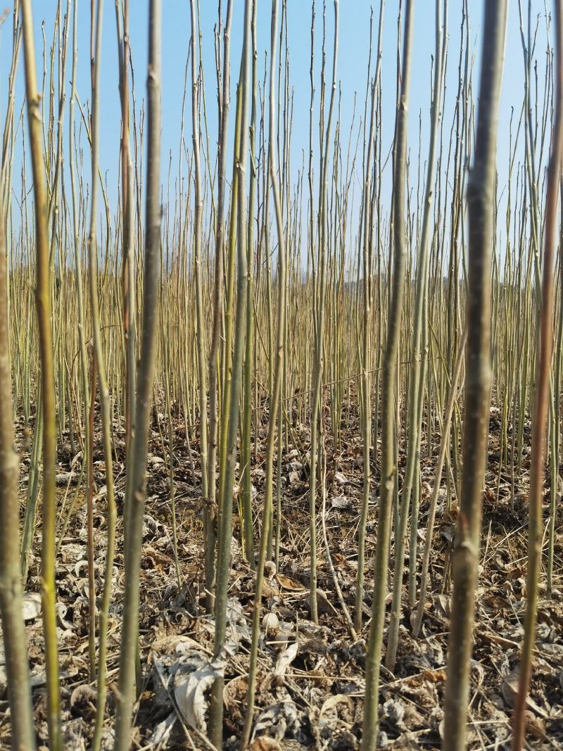 马褂木一年小苗大量供应园林景观绿化造林彩叶树种
