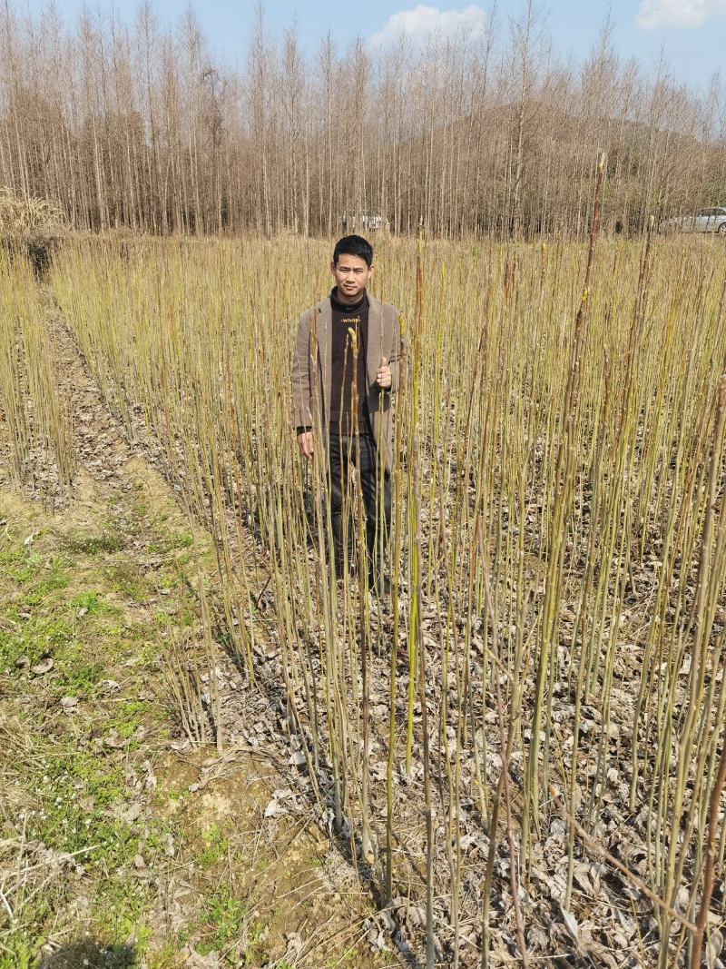 马褂木一年小苗大量供应园林景观绿化造林彩叶树种