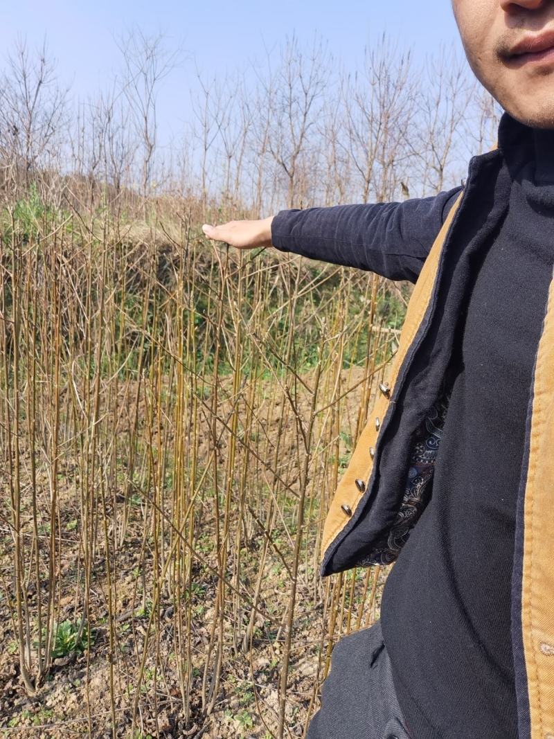 喜树一年生优质小苗大量供应园林景观绿化造林苗木