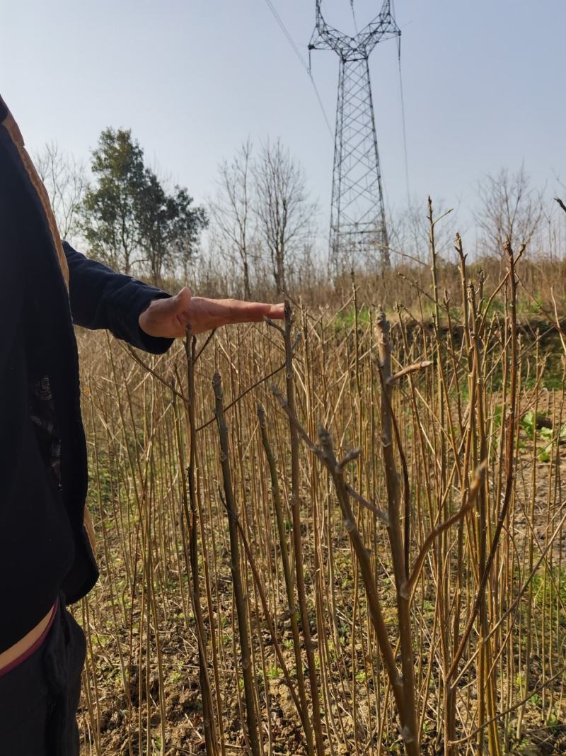 喜树一年生优质小苗大量供应园林景观绿化造林苗木