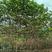 喜树一年生优质小苗大量供应园林景观绿化造林苗木