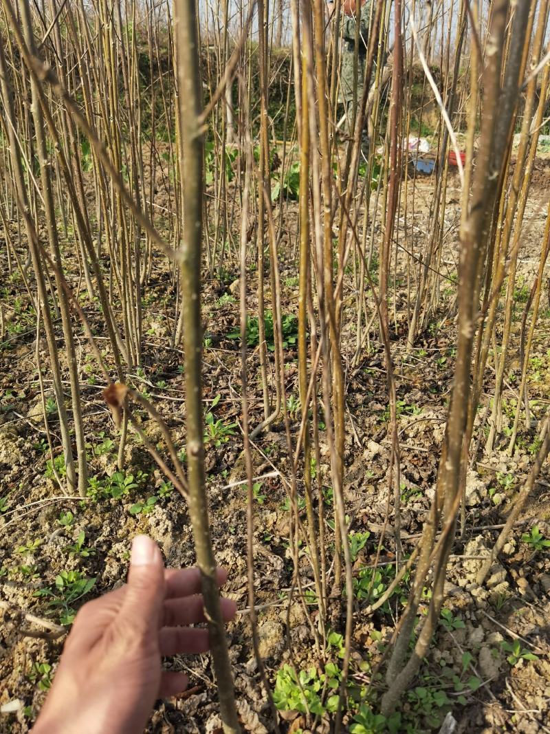喜树一年生优质小苗大量供应园林景观绿化造林苗木