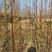 喜树一年生优质小苗大量供应园林景观绿化造林苗木