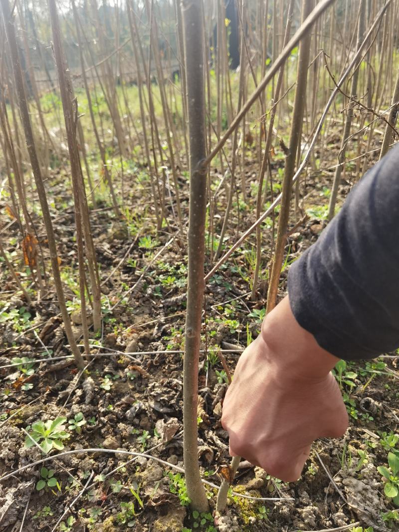 喜树一年生优质小苗大量供应园林景观绿化造林苗木