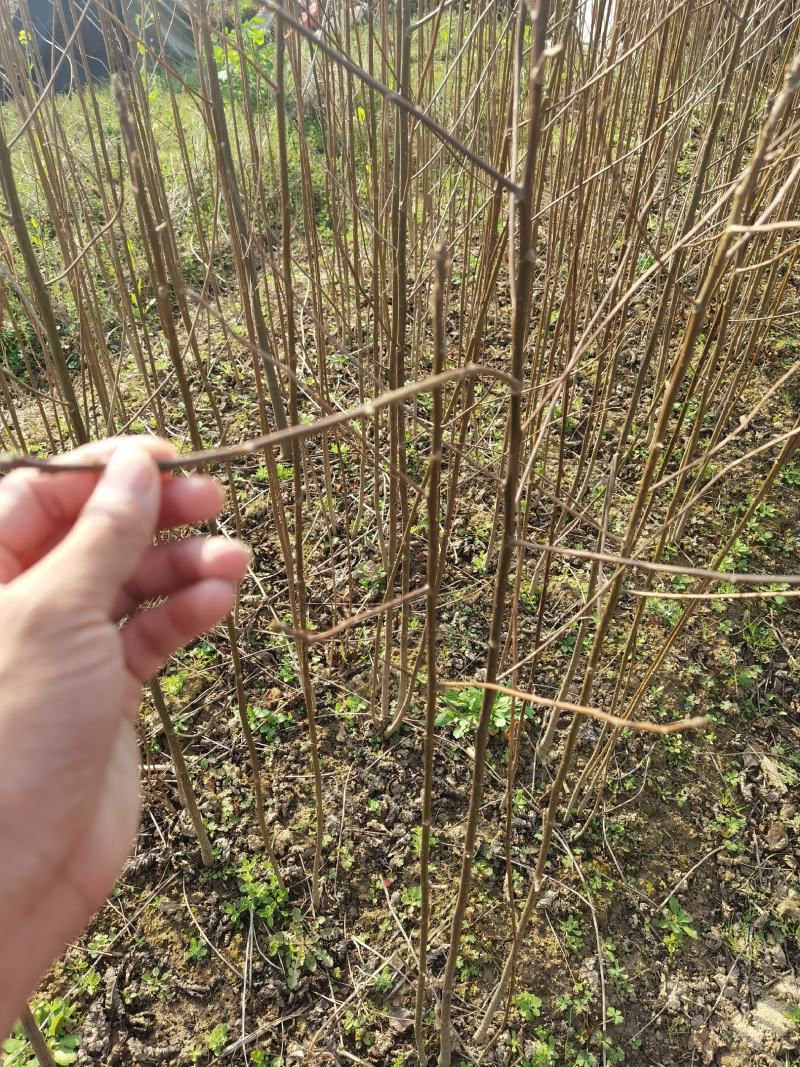 喜树一年生优质小苗大量供应园林景观绿化造林苗木