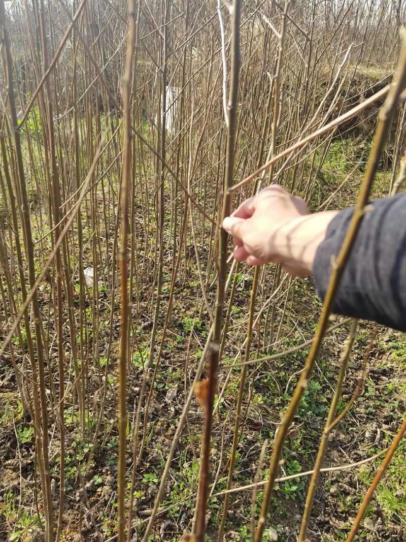 喜树一年生优质小苗大量供应园林景观绿化造林苗木