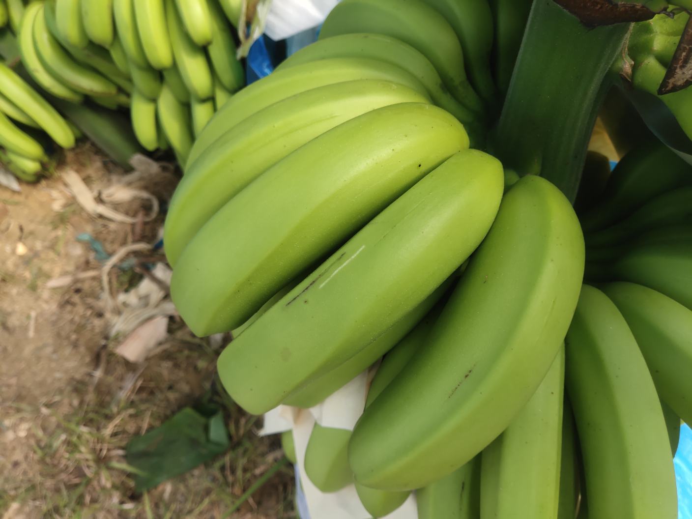 抗病香蕉品种展示