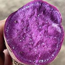 小花叶紫罗兰紫薯
