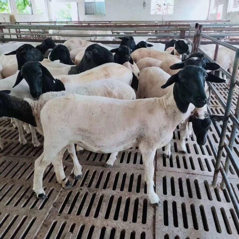 黑头杜泊绵羊杜泊绵羊怀孕母羊成年种公羊青年母羊